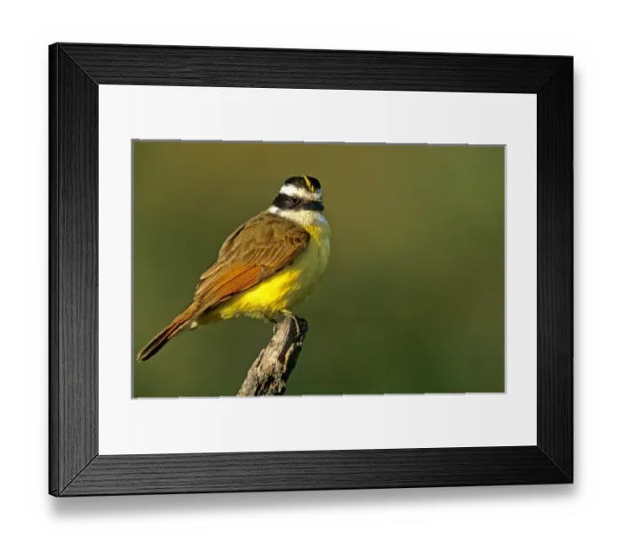 Framed Print : USA, North America, Texas Framed Print : USA, North America, Texas