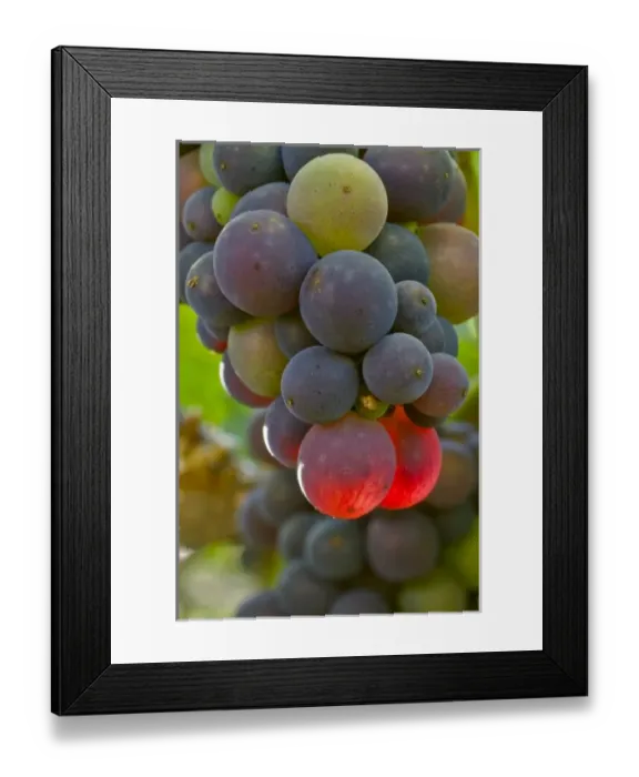 Framed Print : USA, Oregon, Lafayette. Pinot Noir in Bayless Vineyard