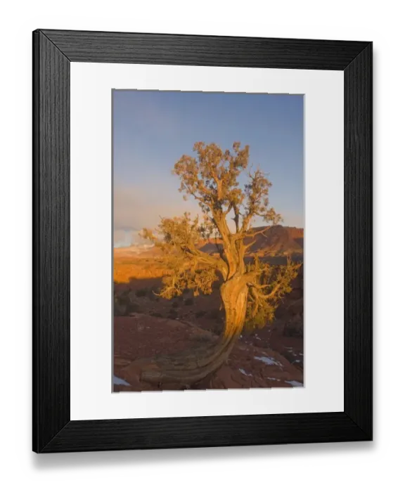 Framed Print : A Utah Juniper (Juniperus osteosperma) tree in wintertime, Capitol Reef National Park Framed Print : A Utah Juniper (Juniperus osteosperma) tree in wintertime, Capitol Reef National Park