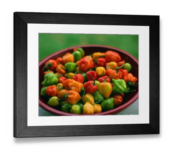 Framed Print : USA, Oregon, Willamette Valley. Bowl of freshly picked habanero peppers Framed Print : USA, Oregon, Willamette Valley. Bowl of freshly picked habanero peppers