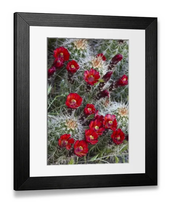Framed Print : Claret Cup cactus blooms in desert setting near Zion National Park in Utah
