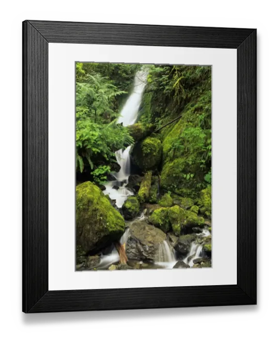 Framed Print : USA, Washington, Olympic National Forest, Quinault Rain Forest. Lush foliage surrounds Framed Print : USA, Washington, Olympic National Forest, Quinault Rain Forest. Lush foliage surrounds