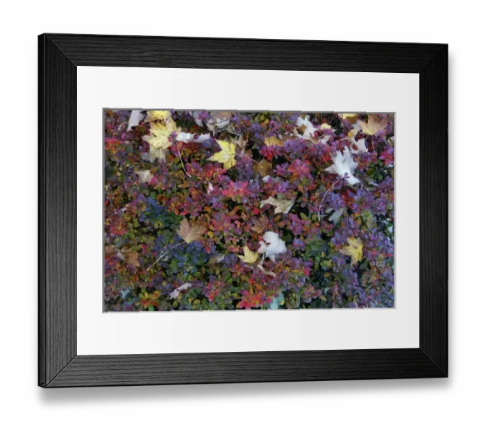 Framed Print : USA, Oregon, Portland. Autumn-hued leaves of garden barberry bush