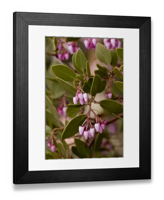 Framed Print : Greenleaf manzanita, Arctostaphylos patula, Wildflower, Zion National Park, Utah, USA Framed Print : Greenleaf manzanita, Arctostaphylos patula, Wildflower, Zion National Park, Utah, USA