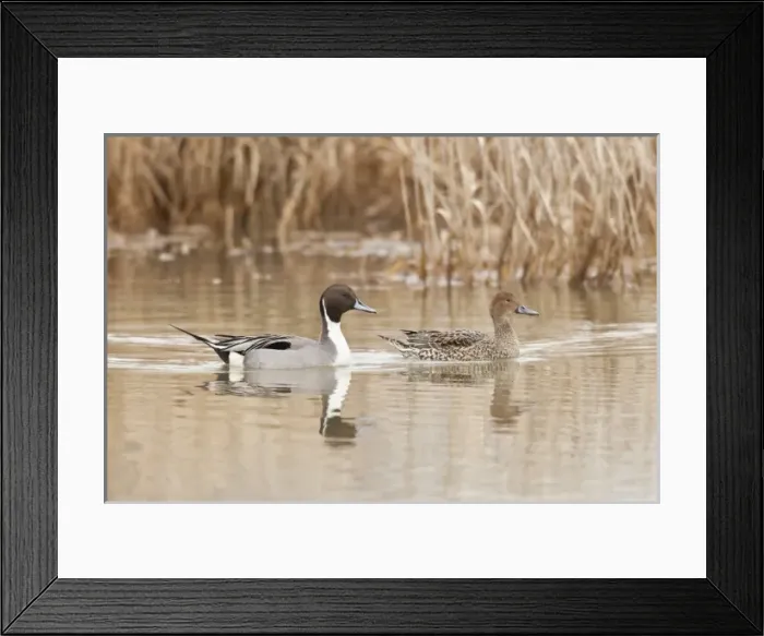 Framed Print : USA, North America, Oregon Framed Print : USA, North America, Oregon