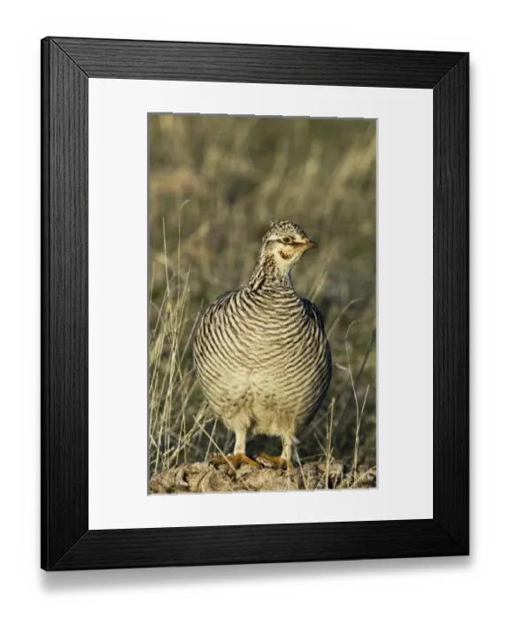 Framed Print : USA, North America, Texas Framed Print : USA, North America, Texas