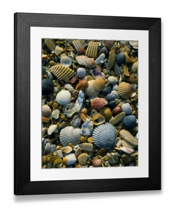Framed Print : USA, North America, North Carolina