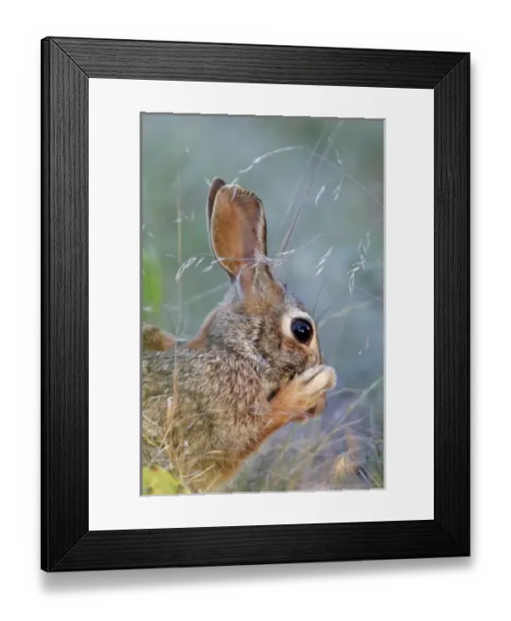 Framed Print : USA, North America, Texas Framed Print : USA, North America, Texas