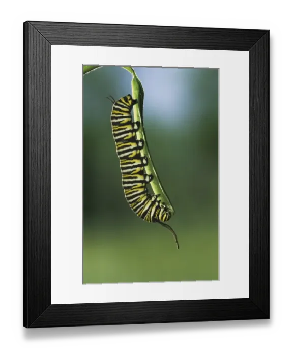 Framed Print : Monarch, Danaus plexippus, caterpillar eating on Milkweed leave, Willacy County Framed Print : Monarch, Danaus plexippus, caterpillar eating on Milkweed leave, Willacy County