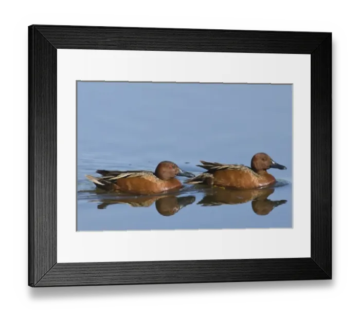 Framed Print : Baskett Slough National Wildilfe Refuge, Oregon, two Cinnamon Teal drakes (Anas cyanoptera) Framed Print : Baskett Slough National Wildilfe Refuge, Oregon, two Cinnamon Teal drakes (Anas cyanoptera)