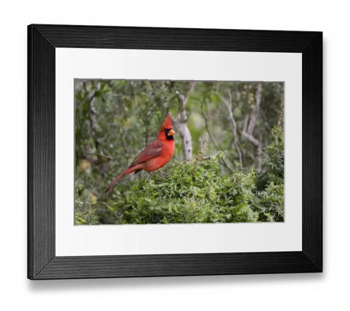 Framed Print : Santa Clara Ranch, Rio Grande Valley, McCook, Texas, North America, USA. Northern Cardinal