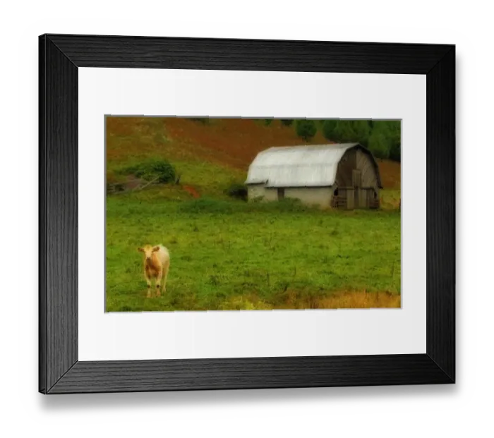 Framed Print : North America, USA, North Carolina, digitally altered, a single cow peers from a Framed Print : North America, USA, North Carolina, digitally altered, a single cow peers from a