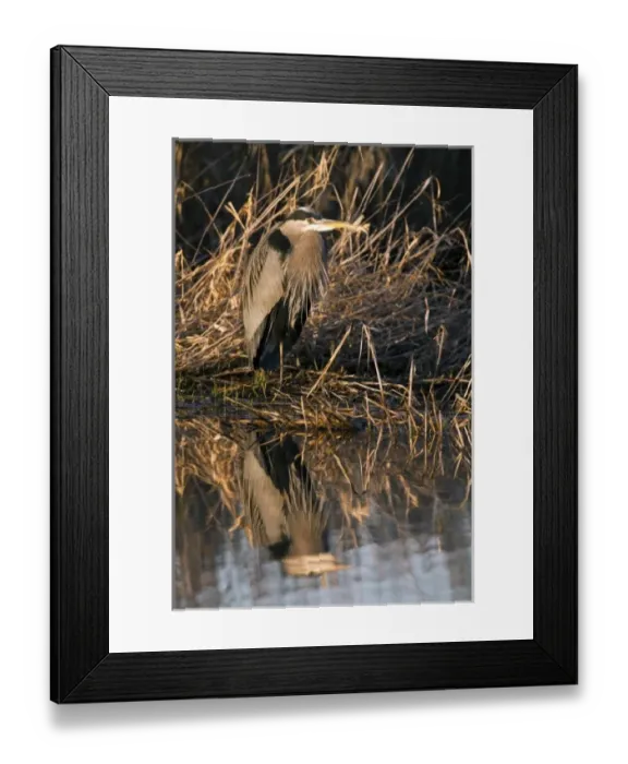 Framed Print : USA, Oregon, Baskett Slough National Wildlife Refuge, Great Blue Heron (Ardea herodias)