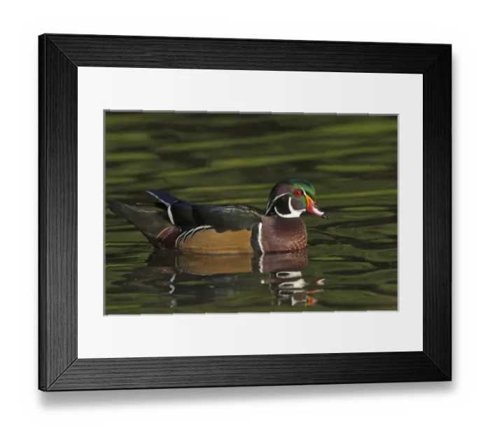 Framed Print : USA, Oregon, Crystal Springs Rhododendron Gardens, drake Wood Duck (Aix sponsa) Framed Print : USA, Oregon, Crystal Springs Rhododendron Gardens, drake Wood Duck (Aix sponsa)
