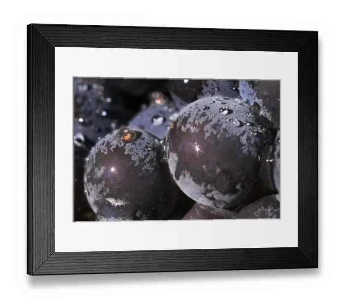 Framed Print : Close up of Pinot Noir grapes with sunbursts on large drops of water in Adelsheim Framed Print : Close up of Pinot Noir grapes with sunbursts on large drops of water in Adelsheim