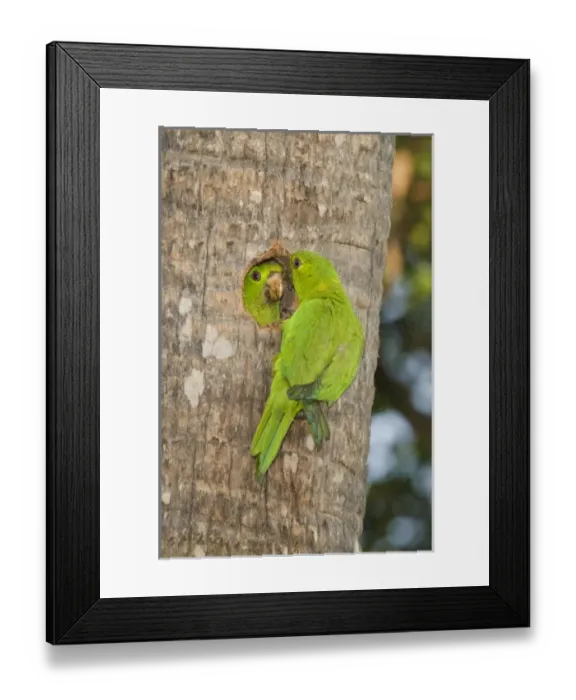 Framed Print : USA, North America, Texas