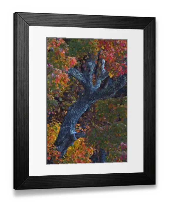 Framed Print : Single tree and autumn colors, Linville Gorge, Pisgah National Forest, North Carolina