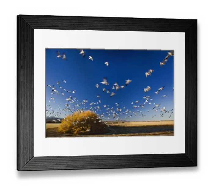 Framed Print : Snow Geese in flight, Anser Caerulescens, Bosque Del Apache National Wildlife Refuge Framed Print : Snow Geese in flight, Anser Caerulescens, Bosque Del Apache National Wildlife Refuge