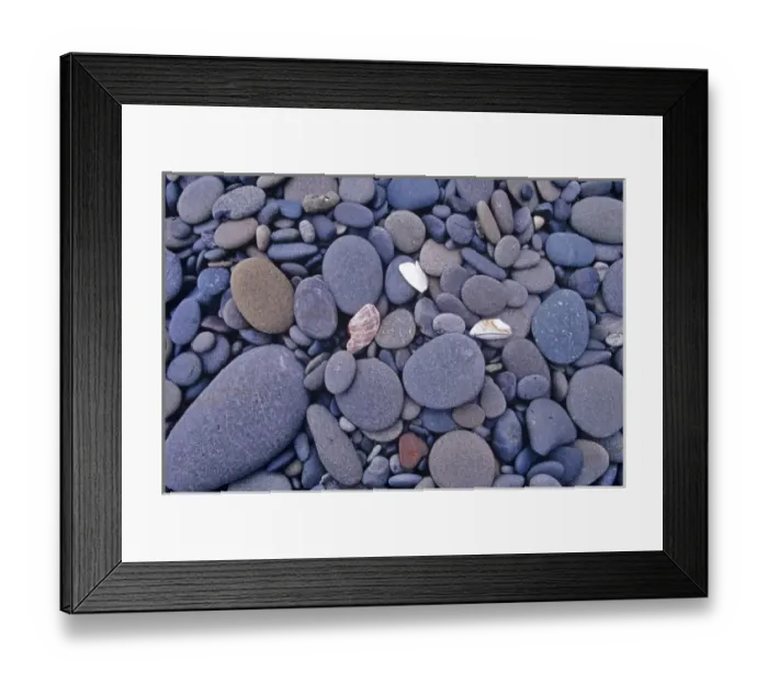 Framed Print : Stones and sea shells along the Pacific Coast at Rialto Beach in Washington Framed Print : Stones and sea shells along the Pacific Coast at Rialto Beach in Washington