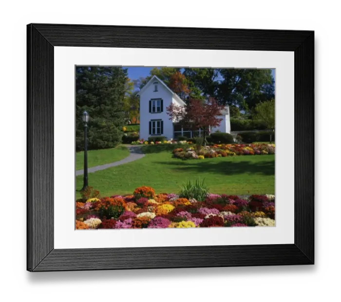 Framed Print : USA, New York, Saugerties. Chrysanthemums on display in front of house at Seamon Park Framed Print : USA, New York, Saugerties. Chrysanthemums on display in front of house at Seamon Park