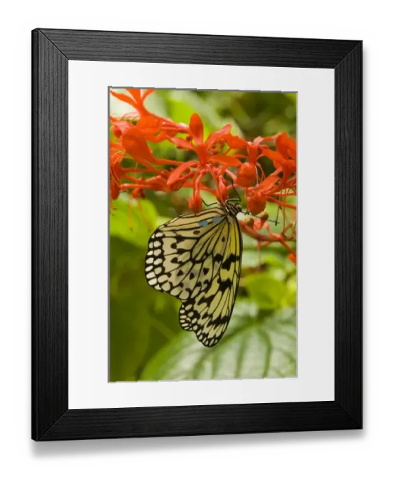 Framed Print : USA, North America, Tennessee Framed Print : USA, North America, Tennessee