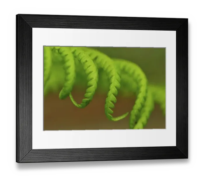 Framed Print : USA, Oregon, Mt. Hood National Forest. Close-up of lady fern leaves unfurling