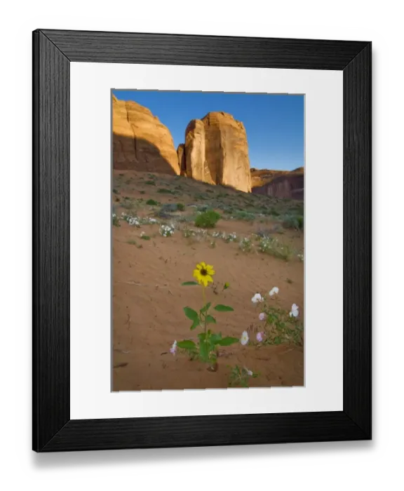 Framed Print : USA, Utah, Escalante Wilderness. Wildflowers in Coyote Gulch. (MR) Framed Print : USA, Utah, Escalante Wilderness. Wildflowers in Coyote Gulch. (MR)
