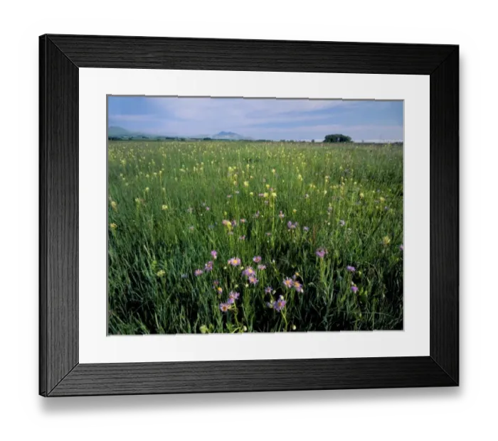 Framed Print : UTAH. USA. Fleabane daisies (Erigeron spp. ). Wet pasture in Little Bear River flood plain