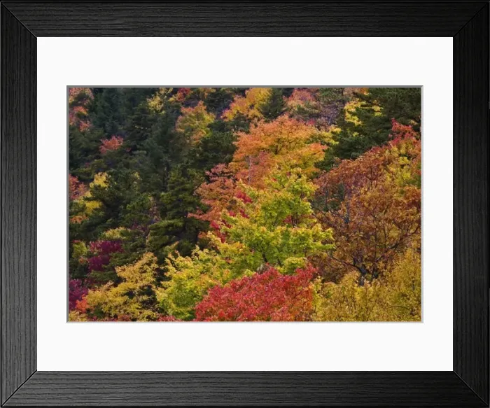 Framed Print : Hillside pattern of autumn colors, Southern Appalachian Mountains near Grandfather Mountain Framed Print : Hillside pattern of autumn colors, Southern Appalachian Mountains near Grandfather Mountain