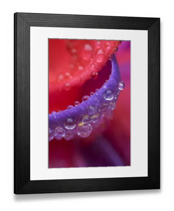 Framed Print : USA, Oregon, Shore Acres Gardens, pink and purple fuchsia close-up with rain drops