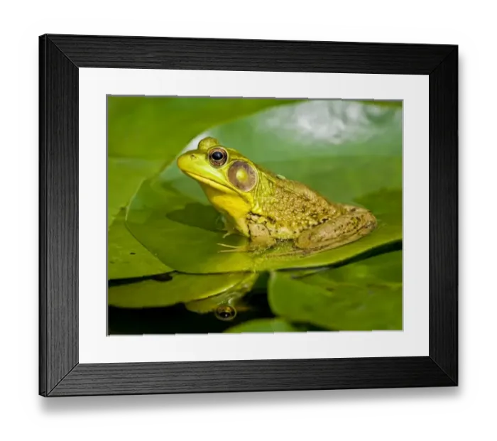 Framed Print : USA, New Jersey, Far Hills, Leonard J. Buck Garden. Green Frog with Leafhopper Framed Print : USA, New Jersey, Far Hills, Leonard J. Buck Garden. Green Frog with Leafhopper