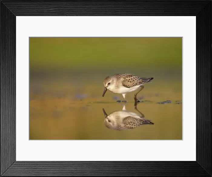 Framed Print : USA, New York City, Jamaica Bay Wildlife Refuge. Semipalmated sandpiper hunts for