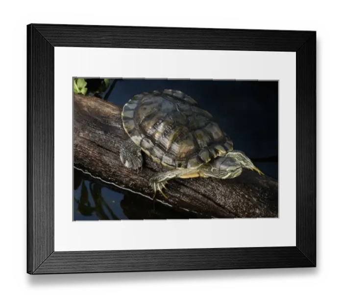 Framed Print : USA, North America, Tennessee Framed Print : USA, North America, Tennessee