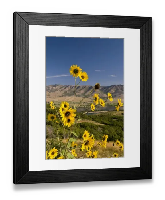 Framed Print : USA, Utah, Ogden. Sunflowers above Pineview Reservoir in Ogden Valley provides recration Framed Print : USA, Utah, Ogden. Sunflowers above Pineview Reservoir in Ogden Valley provides recration