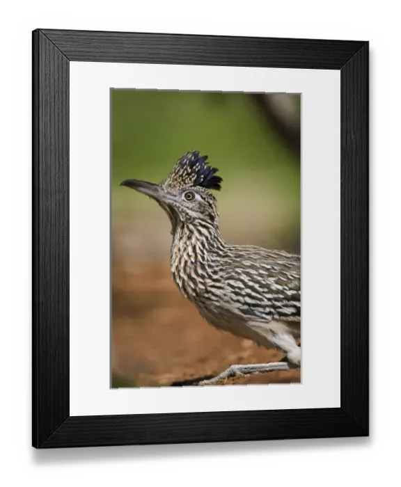 Framed Print : USA, Texas, Rio Grande Valley. Close-up of adult greater roadrunner bird Framed Print : USA, Texas, Rio Grande Valley. Close-up of adult greater roadrunner bird