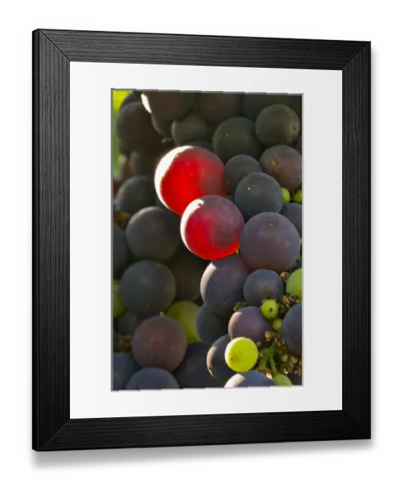 Framed Print : USA, Oregon, Lafayette. Pinot Noir in Bayless Vineyard Framed Print : USA, Oregon, Lafayette. Pinot Noir in Bayless Vineyard