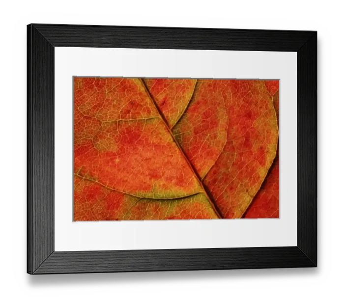 Framed Print : USA, Washington, Bellingham. Close-up of a fall-colored dogwood leaf with veins Framed Print : USA, Washington, Bellingham. Close-up of a fall-colored dogwood leaf with veins