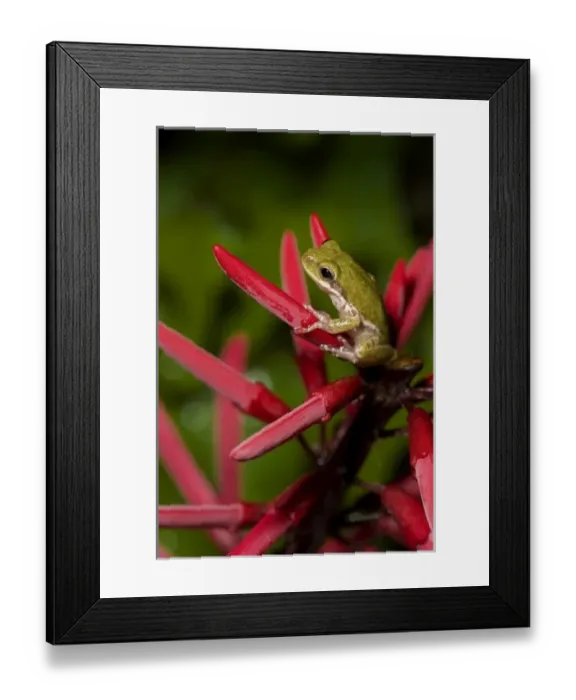 Framed Print : Squirrel treefrog on coral bean, Hyla squirella, Texas coastline Framed Print : Squirrel treefrog on coral bean, Hyla squirella, Texas coastline