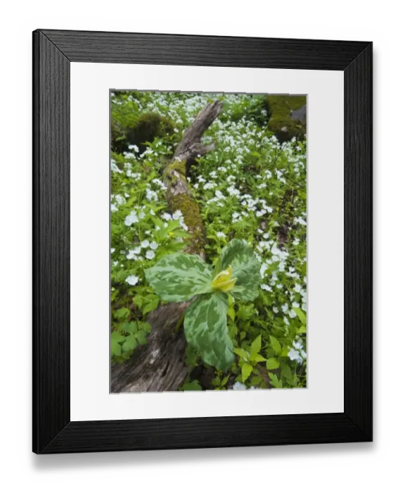 Framed Print : USA, North Carolina, Great Smoky Mountains National Park. Trillium flowers growing out of log