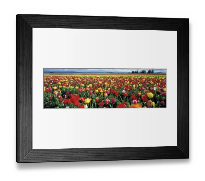 Framed Print : USA, Oregon, Willamette Valley. USA, Oregon, Willamette Valley. A tulip field in