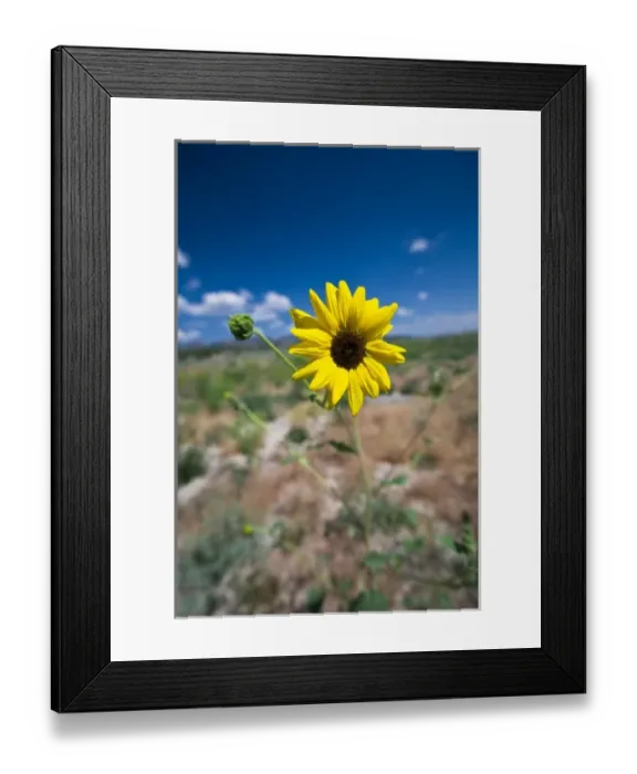 Framed Print : A wild sunflower stands above the southwest Utah desert under a lightly cloudy blue sky Framed Print : A wild sunflower stands above the southwest Utah desert under a lightly cloudy blue sky