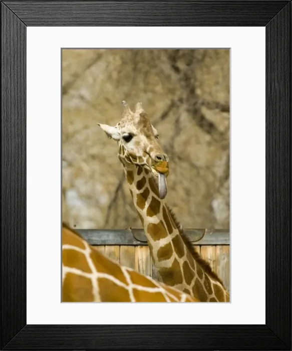 Framed Print : USA, North America, New Mexico Framed Print : USA, North America, New Mexico