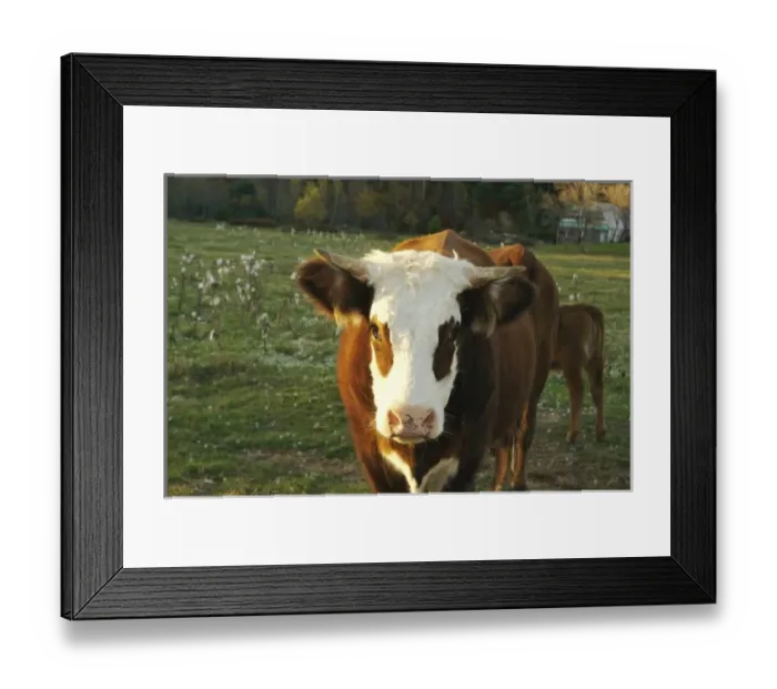 Framed Print : North America, USA, New Hampshire. A bull on a farm in Southern New Hampshire in autumn Framed Print : North America, USA, New Hampshire. A bull on a farm in Southern New Hampshire in autumn