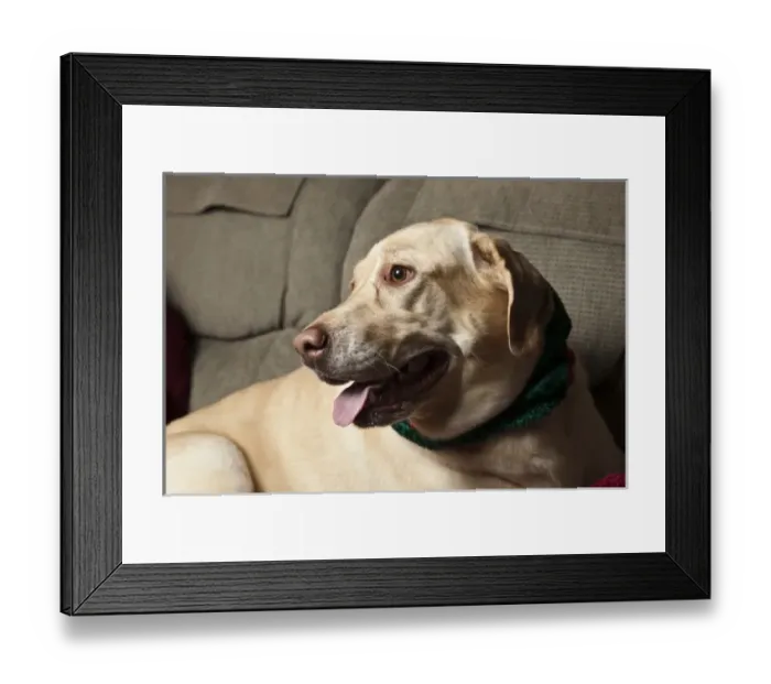 Framed Print : USA, Oregon, Keizer, Labrador Retriever resting on couch Framed Print : USA, Oregon, Keizer, Labrador Retriever resting on couch