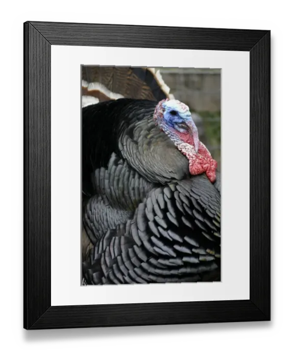 Framed Print : Santa Clara Pueblo, New Mexico, United States. Wild turkey Framed Print : Santa Clara Pueblo, New Mexico, United States. Wild turkey