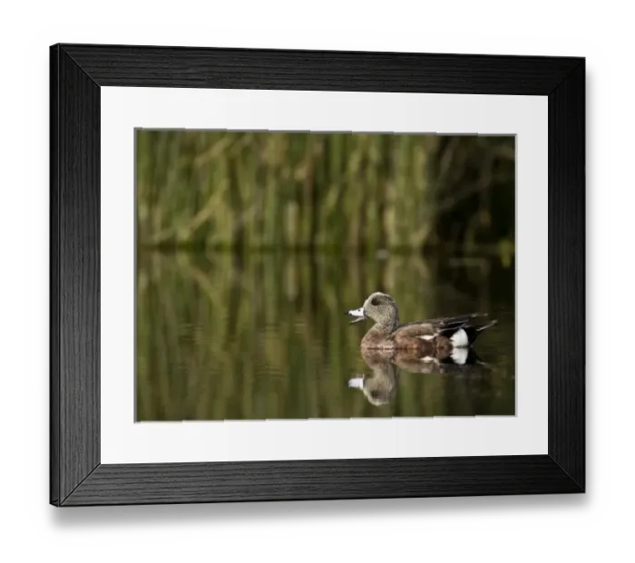 Framed Print : American Wigeon, Anas americana, Welder flats, Texas