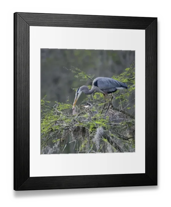 Framed Print : USA, North America, South Carolina Framed Print : USA, North America, South Carolina