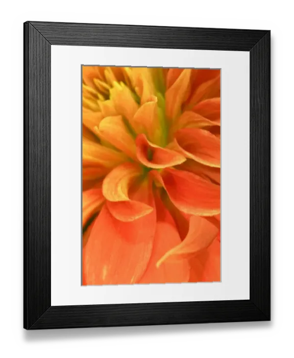 Framed Print : USA, Oregon, Swan Island, Dahlia Close-up Framed Print : USA, Oregon, Swan Island, Dahlia Close-up