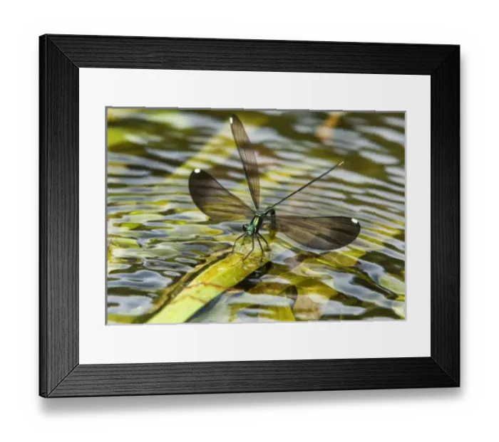Framed Print : USA, North America, Texas Framed Print : USA, North America, Texas