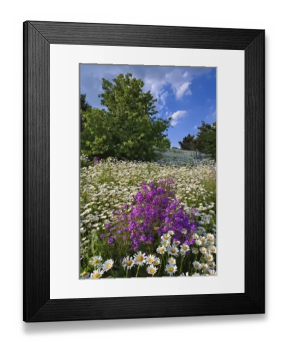 Framed Print : Oxeye daisies (Chrysanthemum leucanthemum) and Dame es Rocket phlox (Hesperis Framed Print : Oxeye daisies (Chrysanthemum leucanthemum) and Dame es Rocket phlox (Hesperis